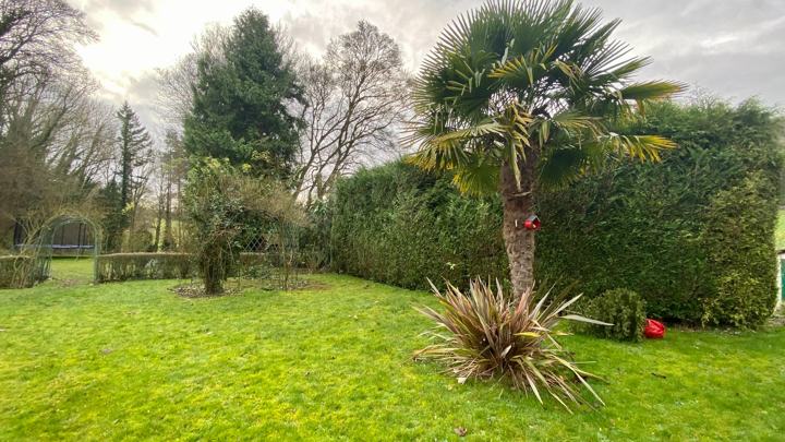 Le palmier du jardin