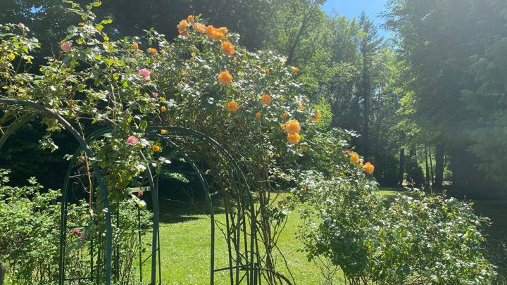 Le jardin au printemps