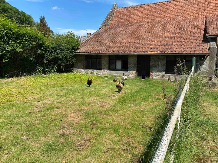 Les poules en liberté devant la grange
