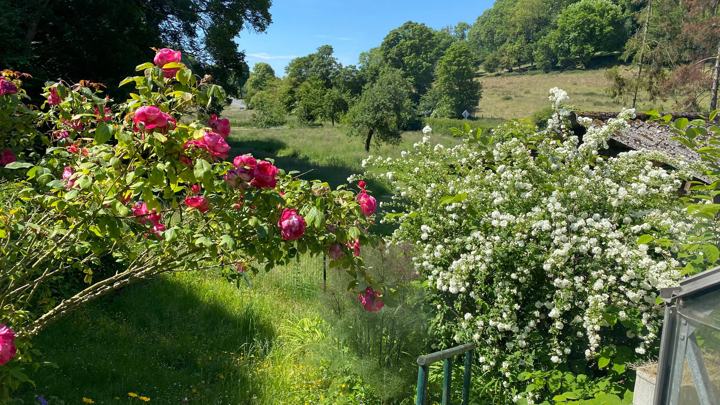 Rosiers en fleurs