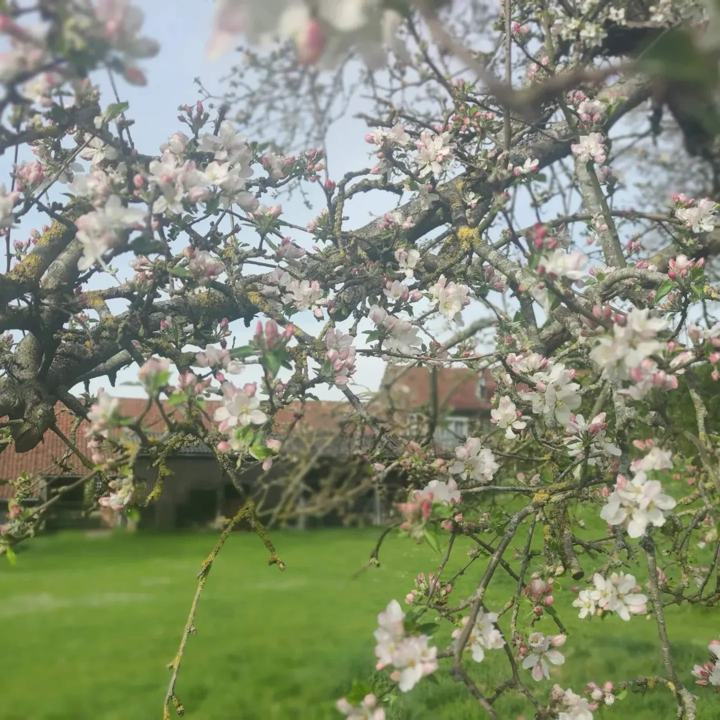 Pommier en fleurs