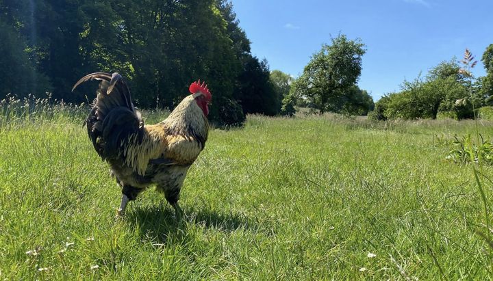 Le coq dans la prairie