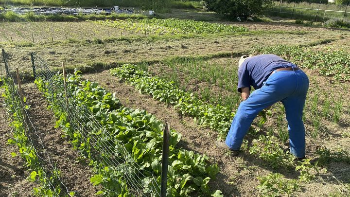 Le potager de la ferme